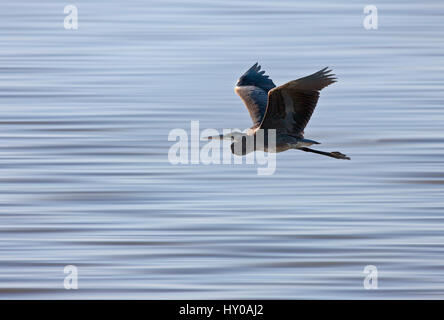 Blue Heron Saskatchewan Grasland Sumpf Kanada landschaftliche im Flug Stockfoto