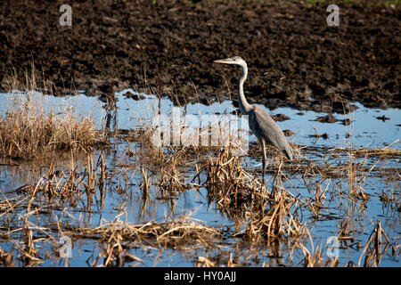 Blue Heron Saskatchewan Grasland Sumpf Kanada landschaftliche Stockfoto