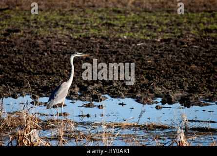 Blue Heron Saskatchewan Grasland Sumpf Kanada landschaftliche Stockfoto