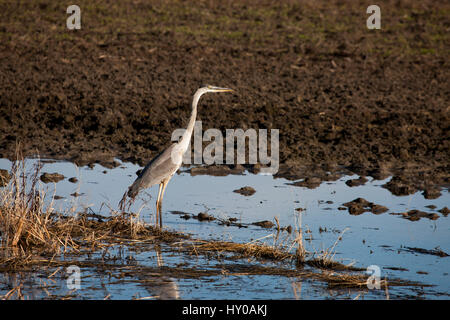 Blue Heron Saskatchewan Grasland Sumpf Kanada landschaftliche Stockfoto