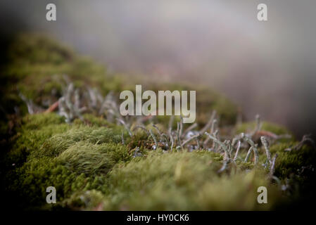 Moos-Makro, Moos-Hintergrund Stockfoto