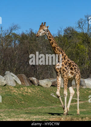 Die Masai-Giraffe (Giraffa Tippelskirchi), auch buchstabiert Maasai Giraffe, auch genannt Kilimanjaro Giraffe, ist die größte Art der Giraffe und das tal Stockfoto