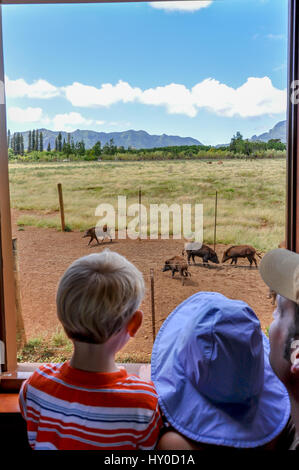 Mit dem Zug in Kauai: ein Vater und Kinder schaue aus dem Fenster der Kauai Plantage Bahn Kilohana, Weitergabe Wildschweine in einer Weide, Kauai, Hawaii. Stockfoto