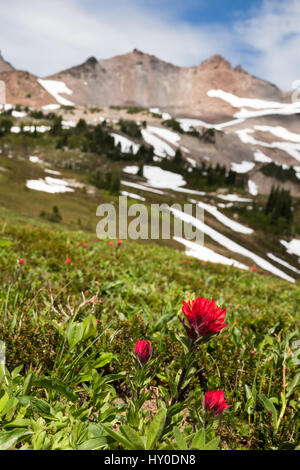 Eine rote "Indian Paintbrush" Wildflower blüht in einer offenen Wiese unter einem felsigen Gipfel in der Goat Rocks Wilderness of Washington Stockfoto