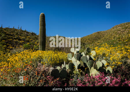 Sonora-Wüste Hänge explodieren mit bunten Wildblumen. Stockfoto