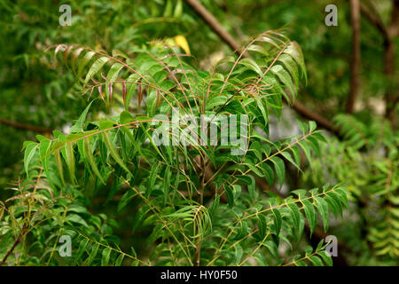 Neem-Azadirachta Indica, Indien, Asien Stockfoto