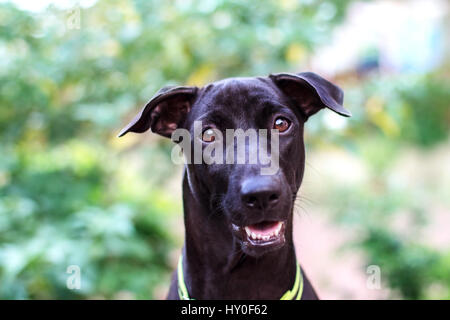 Lächelndes Gesicht des Glücks schwarzer Hund Gesicht Nahaufnahme Stockfoto