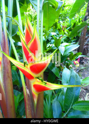 Heliconia Wagneriana wie auf der Insel St. Lucia in der Karibik zu sehen Stockfoto