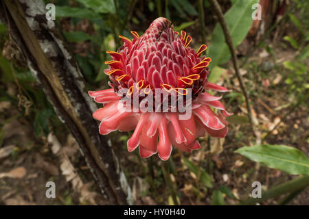 Rote Fackel Lily der Adelsfamilie Ginger Lily blühen auf Kakao-Plantage in St. Lucia Stockfoto