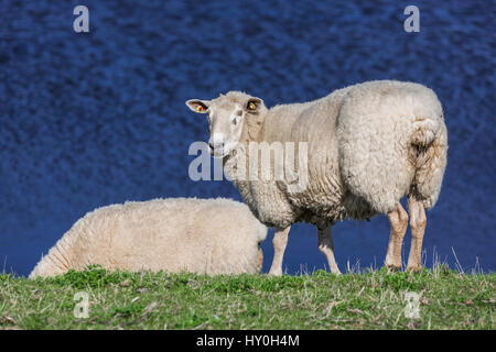 Schafe am Deich, Sylt, Deutschland Stockfoto