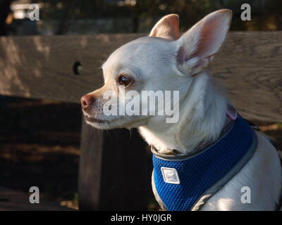 Foto von einem Chihuahua Kopf Ich freue mich Stockfoto