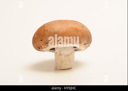 Pilz isoliert Stockfoto