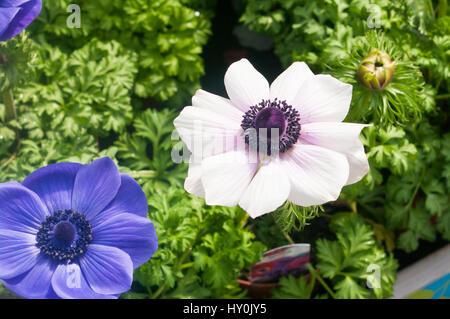 Blaue und weiße Anemonen-Blüten "Anemone Harmonie" Stockfoto