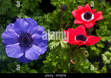 Rote und blaue Anemonen-Blüten "Anemone Harmonie" Stockfoto