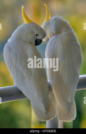 Zwei australische Schwefel Crested Cockatoo (Cacatua Galerita) thront auf einem Zaun. Hamilton Island, Queensland. Stockfoto