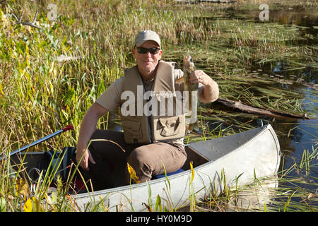 Ein glücklicher Fischer stellt in seinem Kanu mit einem mehrere Walleyes gefangen auf einer "Fishing Expedition" in Minnesota Stockfoto