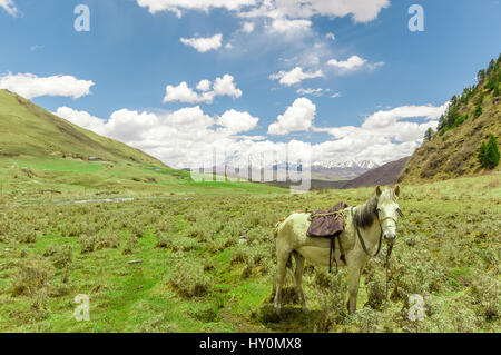 Landscape von Tagong Grünland mit Pferd in Sichuan China Stockfoto