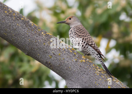 Eine weibliche Northern Flicker untersucht einen Ast für Insekten. Dies ist Teil eines Paares in einer städtischen Umgebung nisten. Stockfoto