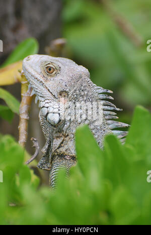 Großes Profil einen Leguan hoch oben auf einem grünen Busch. Stockfoto