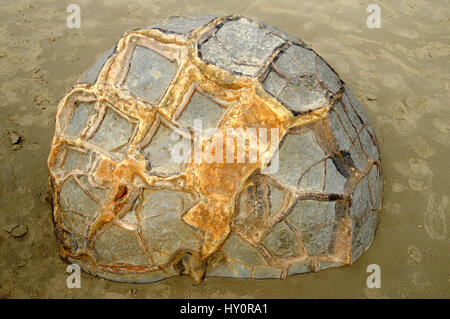 Reste von einem der berühmten Findlinge am Koekohe Strand, Moeraki. Die Felsbrocken sind eine sehr beliebte touristische Anlaufstelle für Reisende mit SH1 in Otago Stockfoto