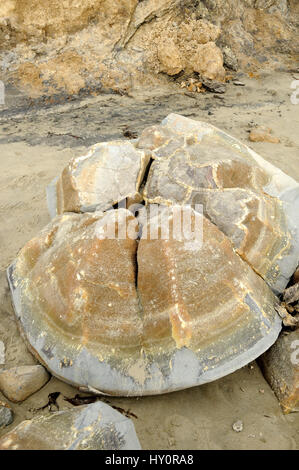 Reste von einem der berühmten Findlinge am Koekohe Strand, Moeraki. Die Felsbrocken sind eine sehr beliebte touristische Anlaufstelle für Reisende mit SH1 in Otago Stockfoto