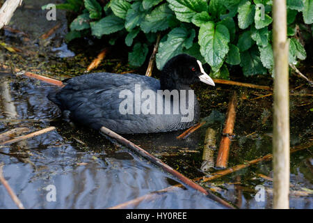 Blässhuhn (Fulica Atra) Stockfoto