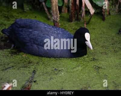 Blässhuhn (Fulica Atra) Stockfoto