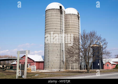 Zwei große Silos mit weißen Spitzen und Leitern auf der Außenseite sind von Metal-Bands auf einer Farm im ländlichen Ontario Kanada zusammengehalten. Stockfoto