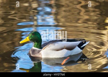 Ente schwimmt im Teich im Sommer Stockfoto