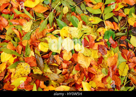 Bunte und helle Hintergrund gemacht von gefallenen Herbst Blätter Stockfoto