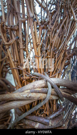 Weinrebe, Weinstock Kranz Zusammenfassung Hintergrund. diy, hausgemachte, handgefertigte Projekt. Textur der Weinstock bindet. rustikale Dekoration Stockfoto