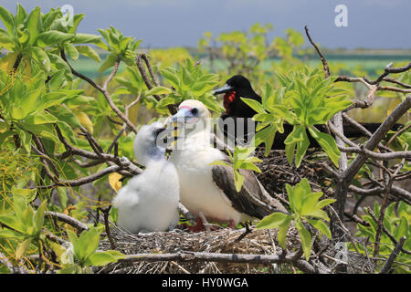 Red-footed Sprengfallen Vogel mit einem Küken im Nest, Weihnachtsinsel, Kiribati Stockfoto