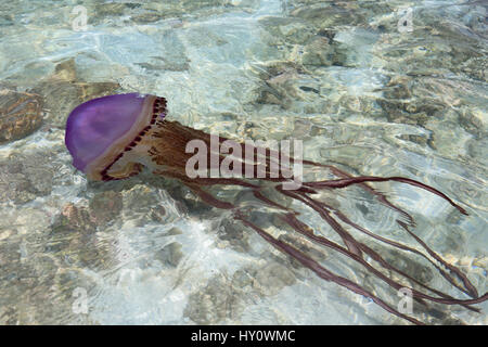 Riesige lila Quallen (Thysanostoma) im flachen Wasser, Weihnachtsinsel, Kiribati Stockfoto