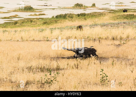 Bison wälzten sich in Staub und Schmutz in der Nähe von Great Salt Lake City, Utah Stockfoto