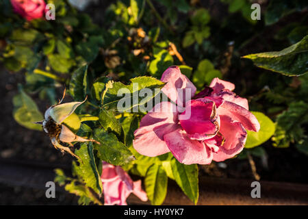 Leichte weiße rosa rose Makro Nahaufnahme verwelkt Stockfoto