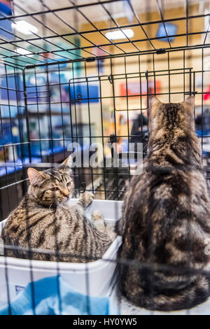 Zwei junge Katzen in einen Käfig für die Annahme Stockfoto