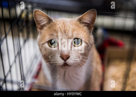 Sehr traurig Katze Porträt mit großen Augen in Käfig für die Annahme Stockfoto