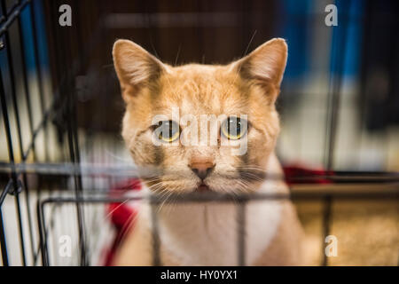 Sehr traurig Katze Porträt mit großen Augen in Käfig für die Annahme Stockfoto