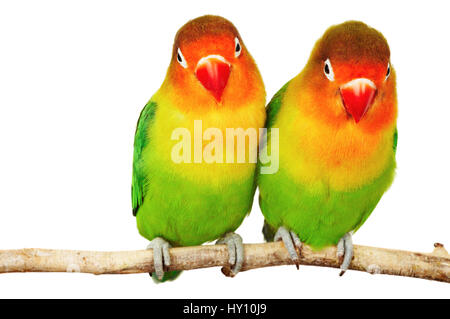 Paar von unzertrennlichen Agapornis-Fischeri isoliert auf weiss Stockfoto