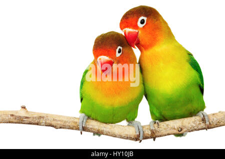 Paar von unzertrennlichen Agapornis-Fischeri isoliert auf weiss Stockfoto