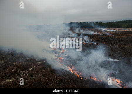 Heather brennt auf einem Hügel während einer Muirburn auf einer Heide Moor in der Nähe von Inverness. Muirburn ist kontrollierte Heather brennen und gilt als einen import Stockfoto