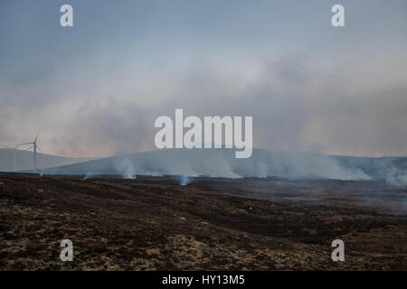 Heather brennt auf einem Hügel während einer Muirburn auf einer Heide Moor in der Nähe von Inverness. Muirburn ist kontrollierte Heather brennen und gilt als einen import Stockfoto