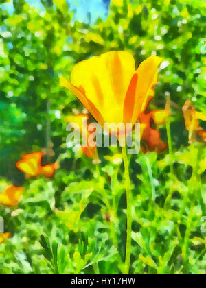 Digitales Aquarell von California Mohn im Garten. Stockfoto