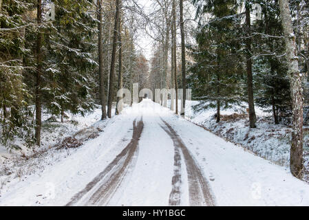 leere Straße in die Landschaft mit Bäumen in der Umgebung. Perspektive im winter Stockfoto