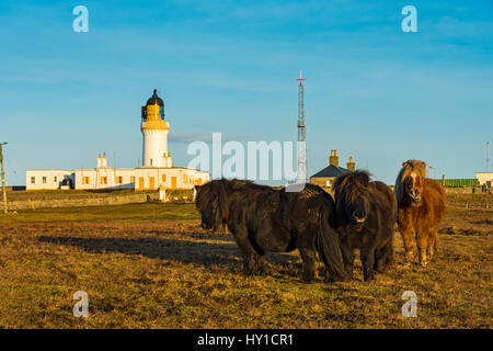 Der Leuchtturm und die Shetland-Ponys an Noss Head, in der Nähe von Wick, Caithness, Schottland, UK Stockfoto