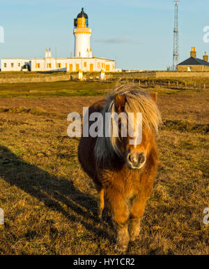 Der Leuchtturm und ein Shetlandpony bei Noss Head, in der Nähe von Wick, Caithness, Schottland, UK Stockfoto