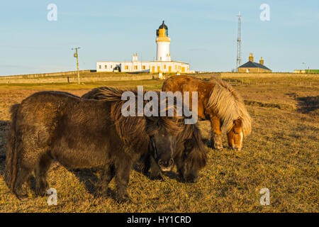 Der Leuchtturm und die Shetland-Ponys an Noss Head, in der Nähe von Wick, Caithness, Schottland, UK Stockfoto