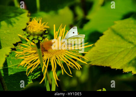 Schmetterling auf Gelbes Gänseblümchen Art Blume Stockfoto