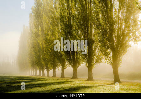 Sunrise durch Nebel und Lombardei Pappeln, Burnaby Lake Regionalpark, Burnaby, British Columbia, Kanada Stockfoto