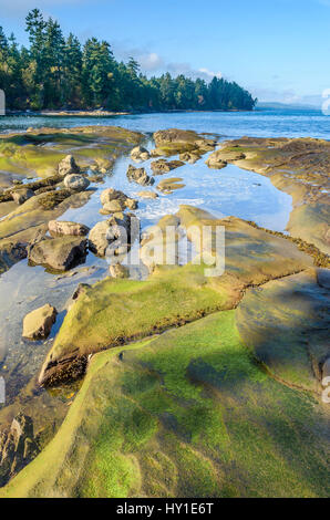 Felsen und Tidepools, Cable Bay, Galiano Island, British Columbia, Kanada Stockfoto